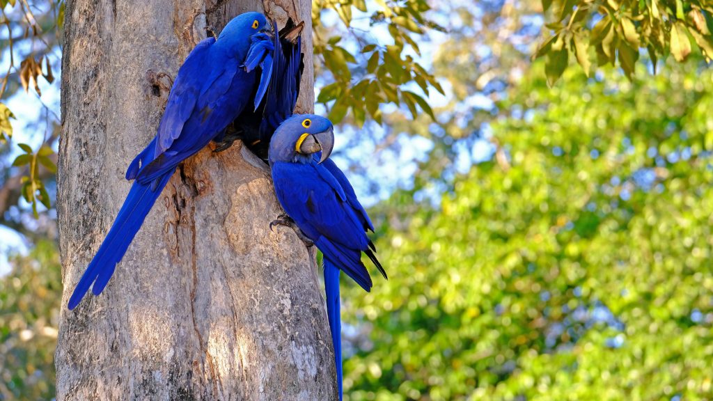 Nace un guacamayo azul especie que se había declarado extinta hace años