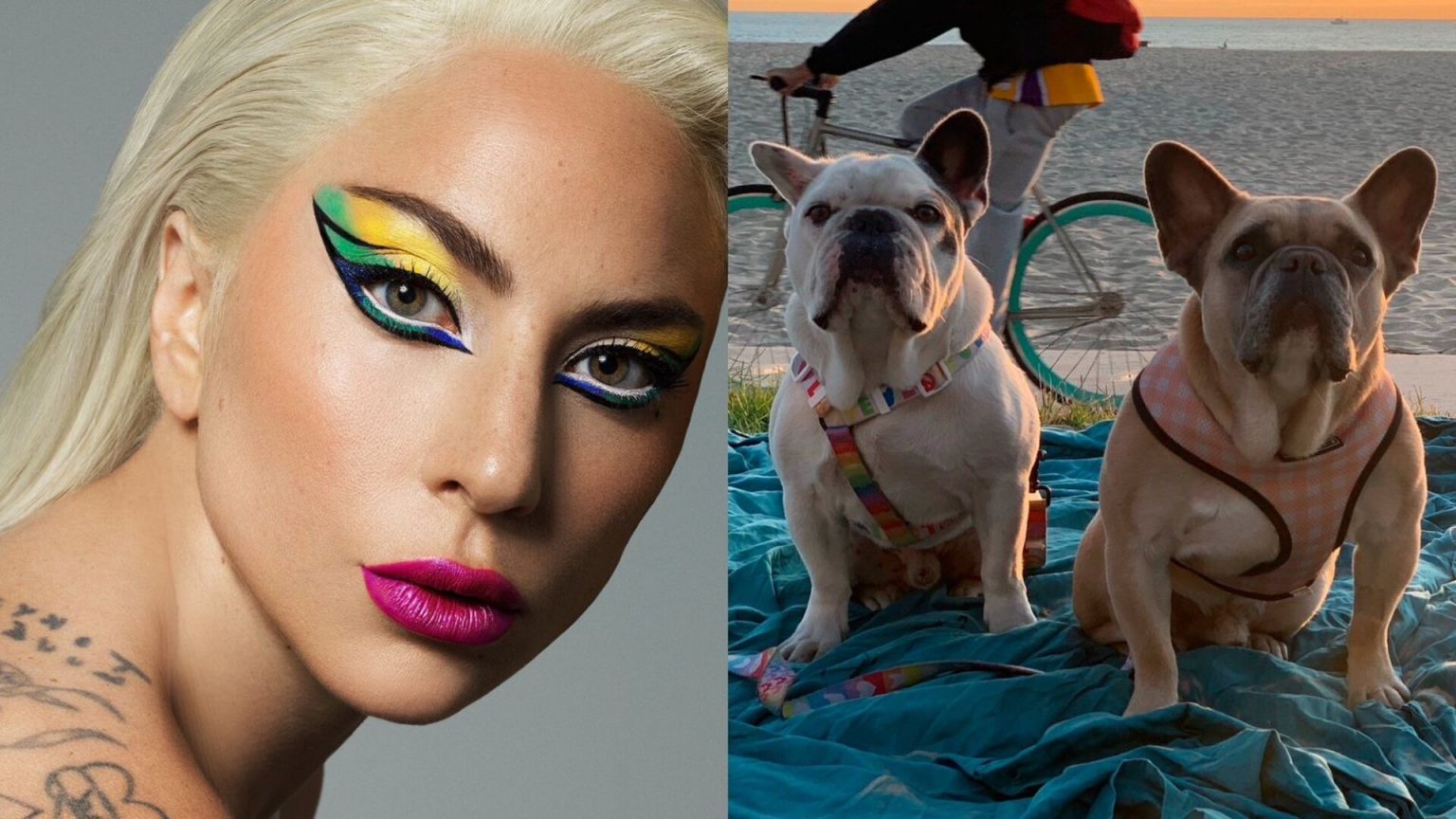 Lady Gaga Fue Demandada Por No Pagar La Recompensa De Sus Perros