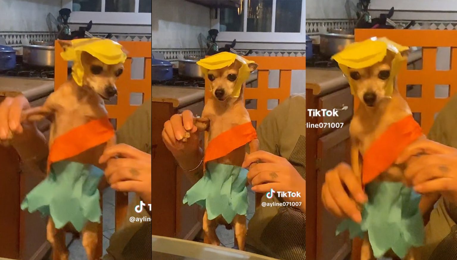 Perrito Se Hace Viral Por Imitar A Medio Metro Con Su Paso Del Cabeceo