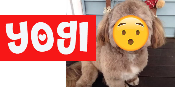 Conoce a Yogi, el perro con cara de humano