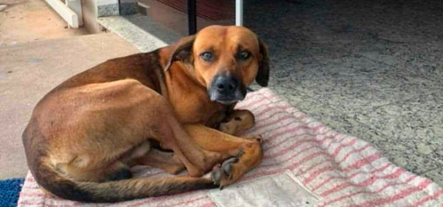 Como en la película de Siempre a tu lado, un tierno perrito conmueve a mucha gente con una historia trágica que te romperá el corazón.