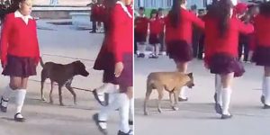 Perrito causa sensación al marchar en una escolta