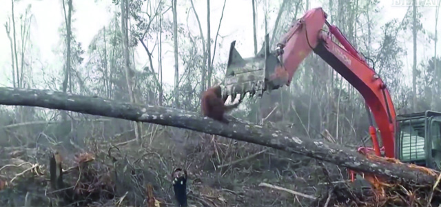 Video: Orangután defiende a capa y espada su casa peleando contra una excavadora