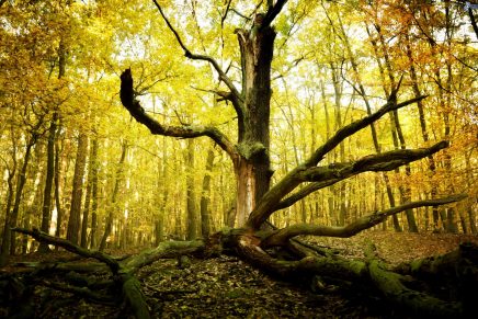 el arbol del bosque