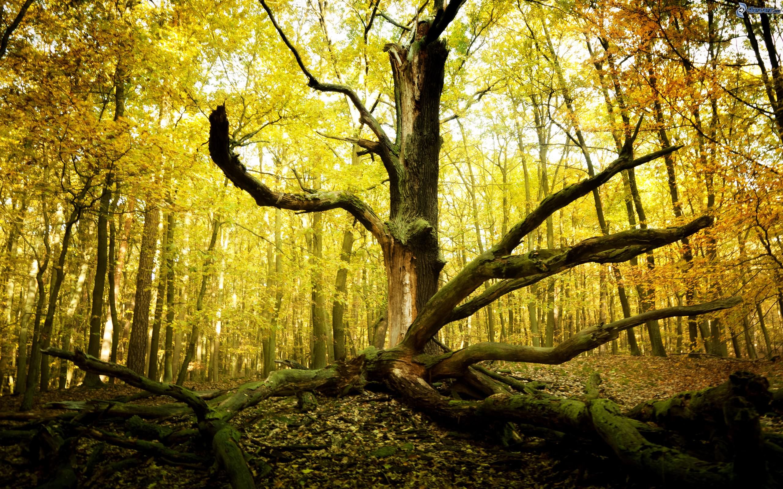 el arbol del bosque