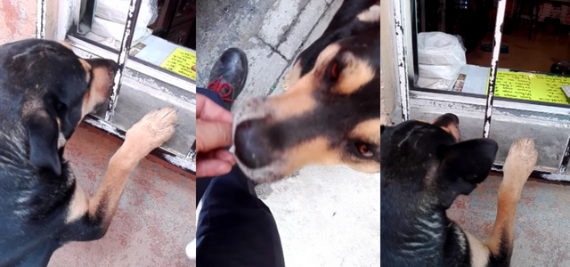 Perro callejero pide dinero para comprar salchichas y se vuelve viral