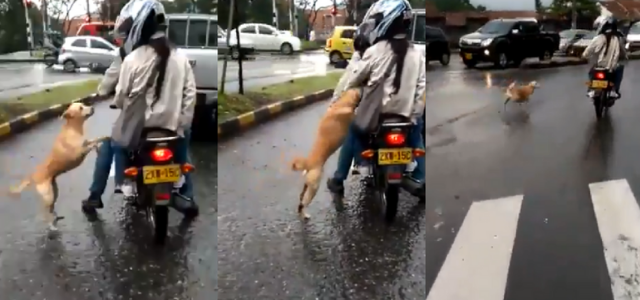 Dueños abandonan a perrito en plena calle y causan furia en las redes