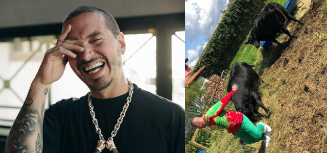 J Balvin es atacado por una vaca al intentar tomarse una foto con ella