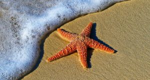 Las estrellitas de mar