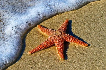 Las estrellitas de mar