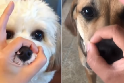 Conoce el Snoot Challenge, el nuevo y tierno reto viral en redes