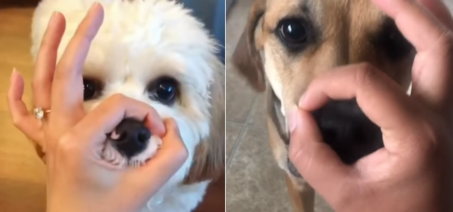 Conoce el Snoot Challenge, el nuevo y tierno reto viral en redes