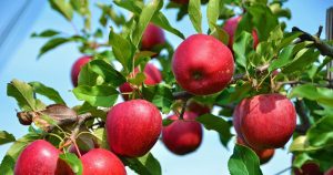 El árbol de manzanas