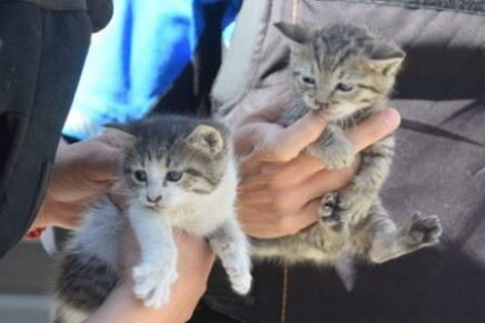 bomberos salvan gatitos