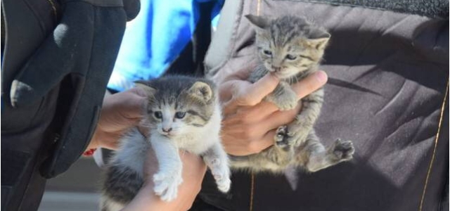 bomberos salvan gatitos