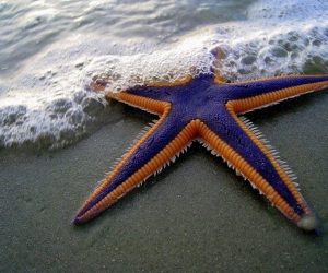 La Reflexión: Las estrellitas de mar