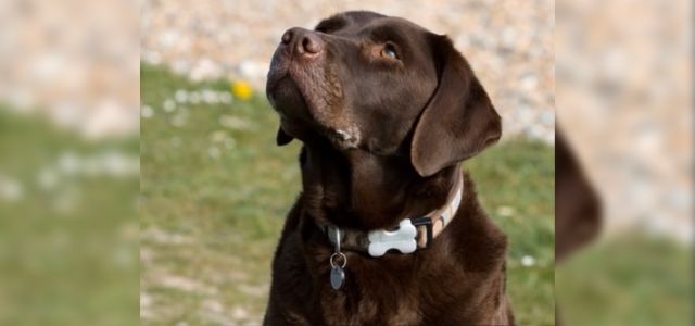 perro labrador