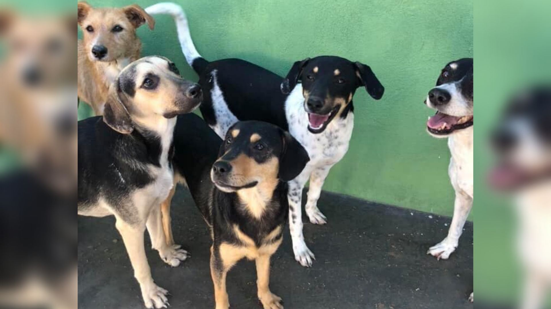 perritos callejeros