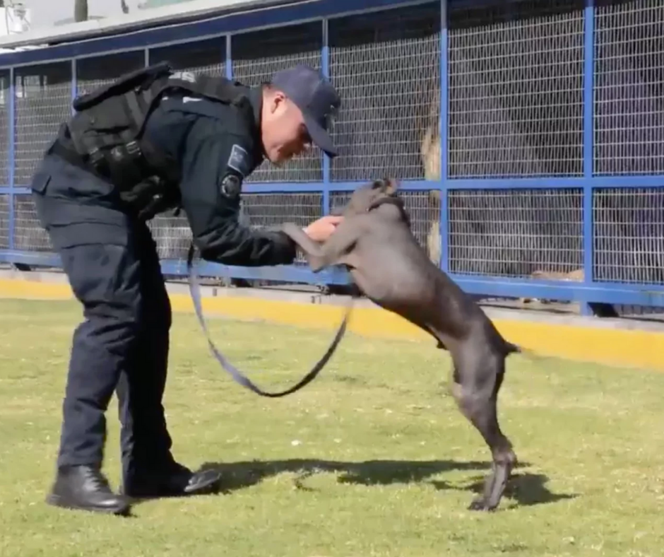 xoloitzcuintle