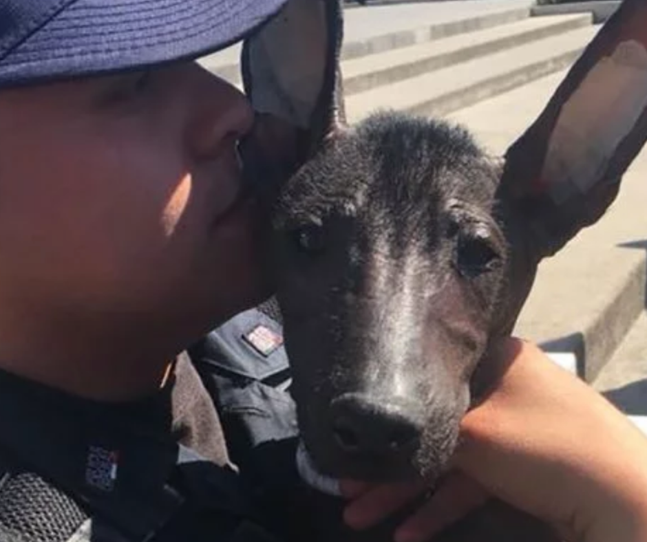 xoloitzcuintle