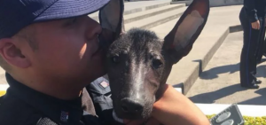 xoloitzcuintle-policia-federal