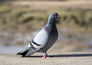 Close-Up Of Pigeon, (Columba palumbus).