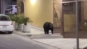 Oso se pasea por las calles de un pueblito de México en la cuarentena