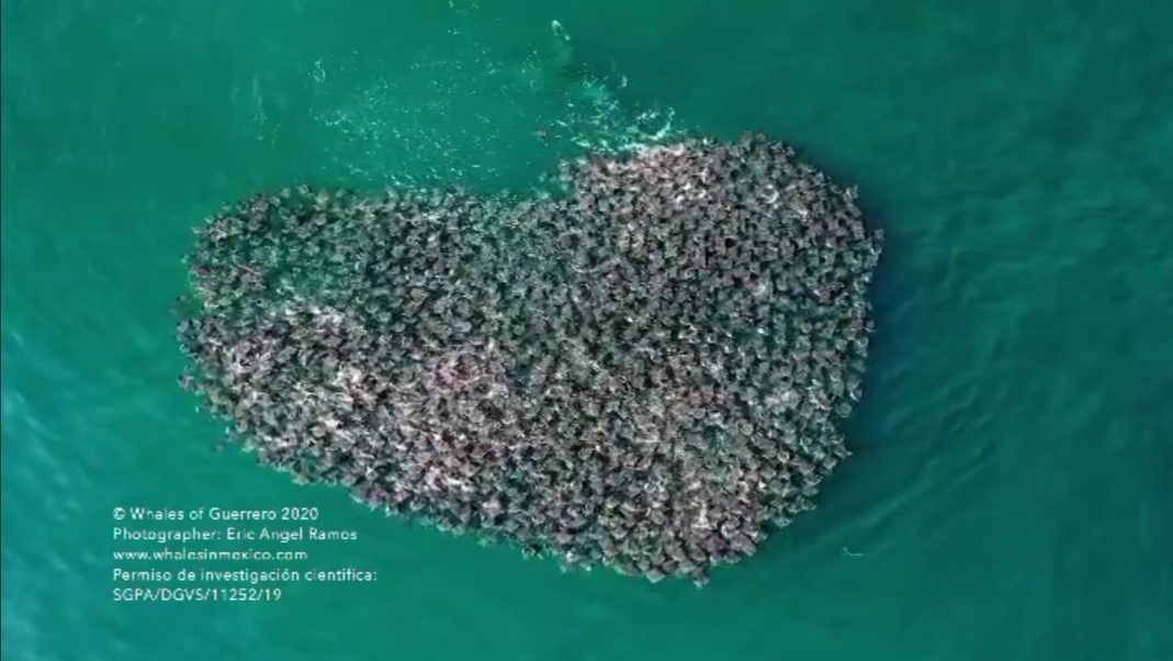 Ballena y Mantarrayas