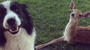 Hermosos perritos le enseñan a caminar a un venadito bebé con 3 patitas