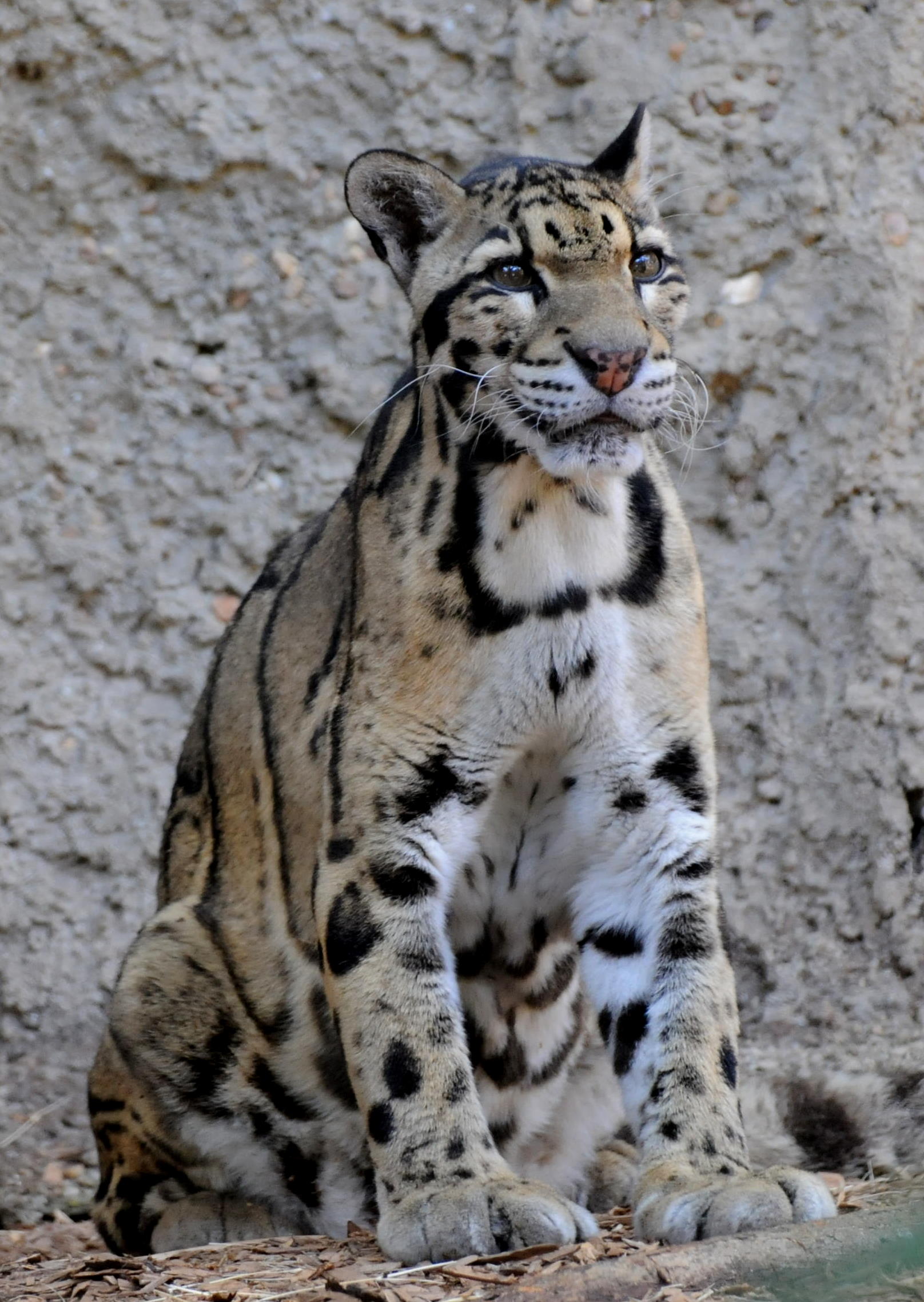 leopardo nublado