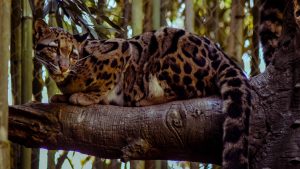 leopardo nublado