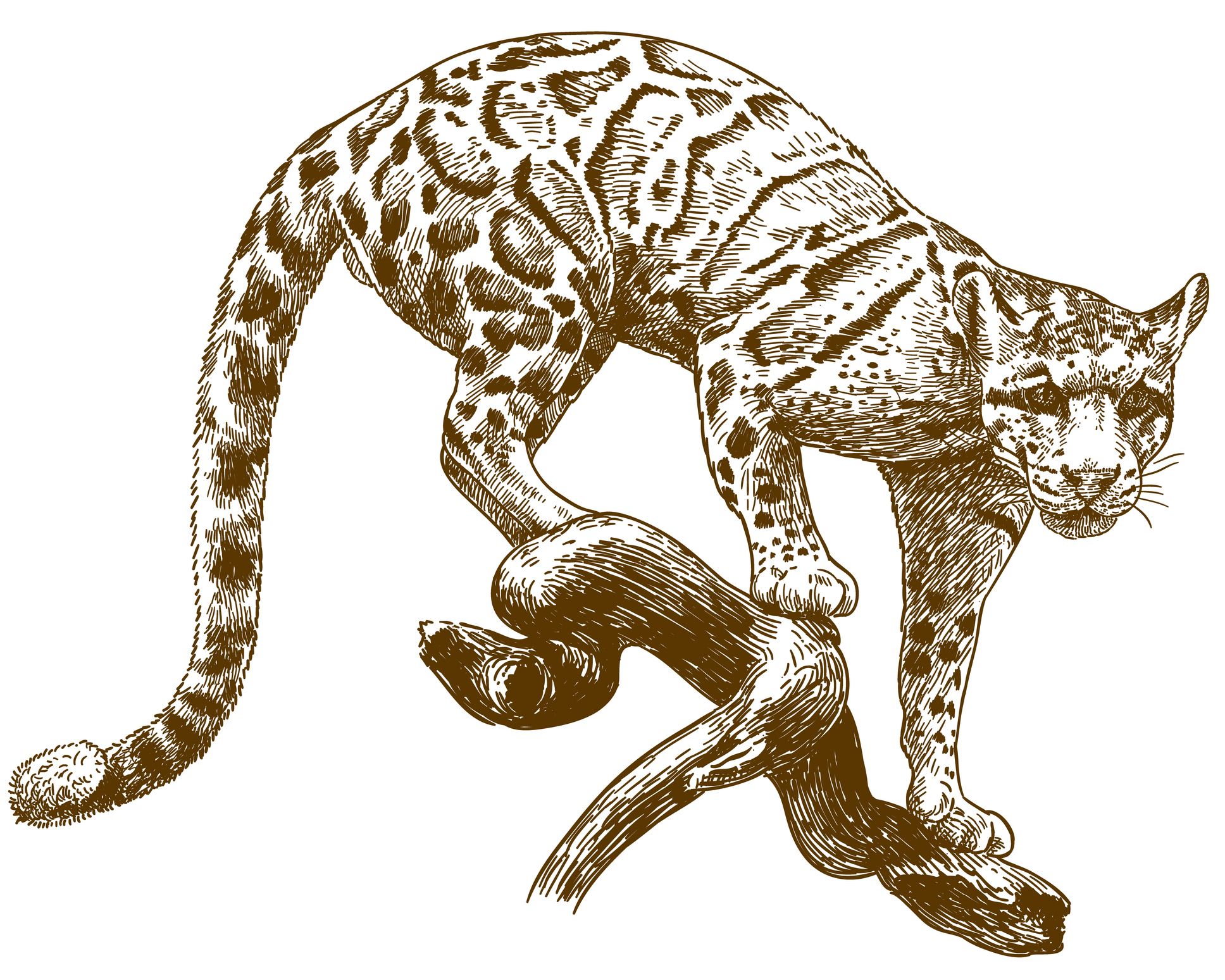 leopardo nublado