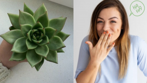 Chica descubre que su planta es de mentiritas después de cuidarla 2 años