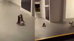 Pelea de dos ratitas se hace viral mientras un gato las observa