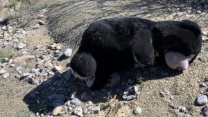 peluche gigante