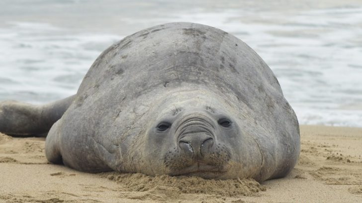 lobo marino