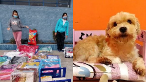 Maestra y alumnos hacen camitas para perros y gatos abandonados