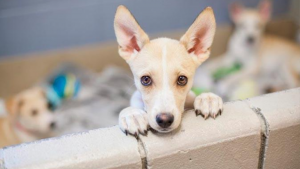 Adopta a un perrito y participa para ganar una beca y entrenarlo