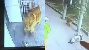 cae-gato-del-cielo-noquea-a-un-hombre-y-pelea-con-un-perro-con-zapatos