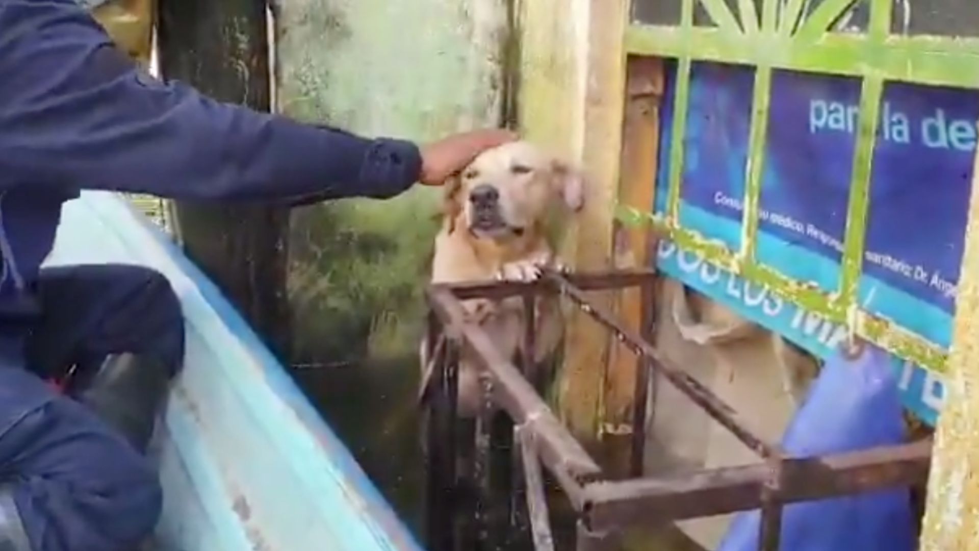 Así fue el final del perrito que rescataron en Tabasco por las inundaciones