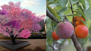 El árbol Frankenstein que produce más de 400 frutas diferentes