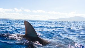 Tiburón Fantasma