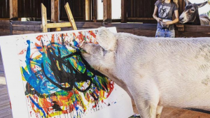 Pigcasso la cerdita que ayuda a recaudar dinero para un refugio animal