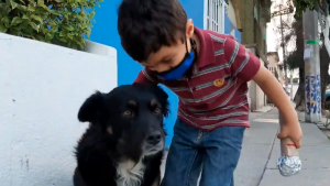 perritos de la calle