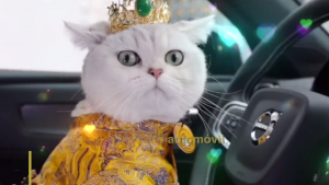 Así es la historia del Gatito que gana más de 30 mil pesos por día