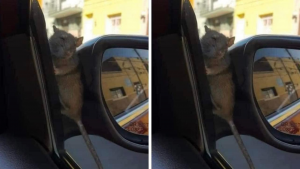 Ratita atorada en el espejo del carro se hace viral por sus gestos que hace