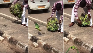 Hombre con pericos