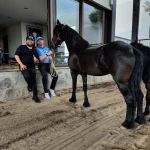 Canelo Álvarez regala un caballo