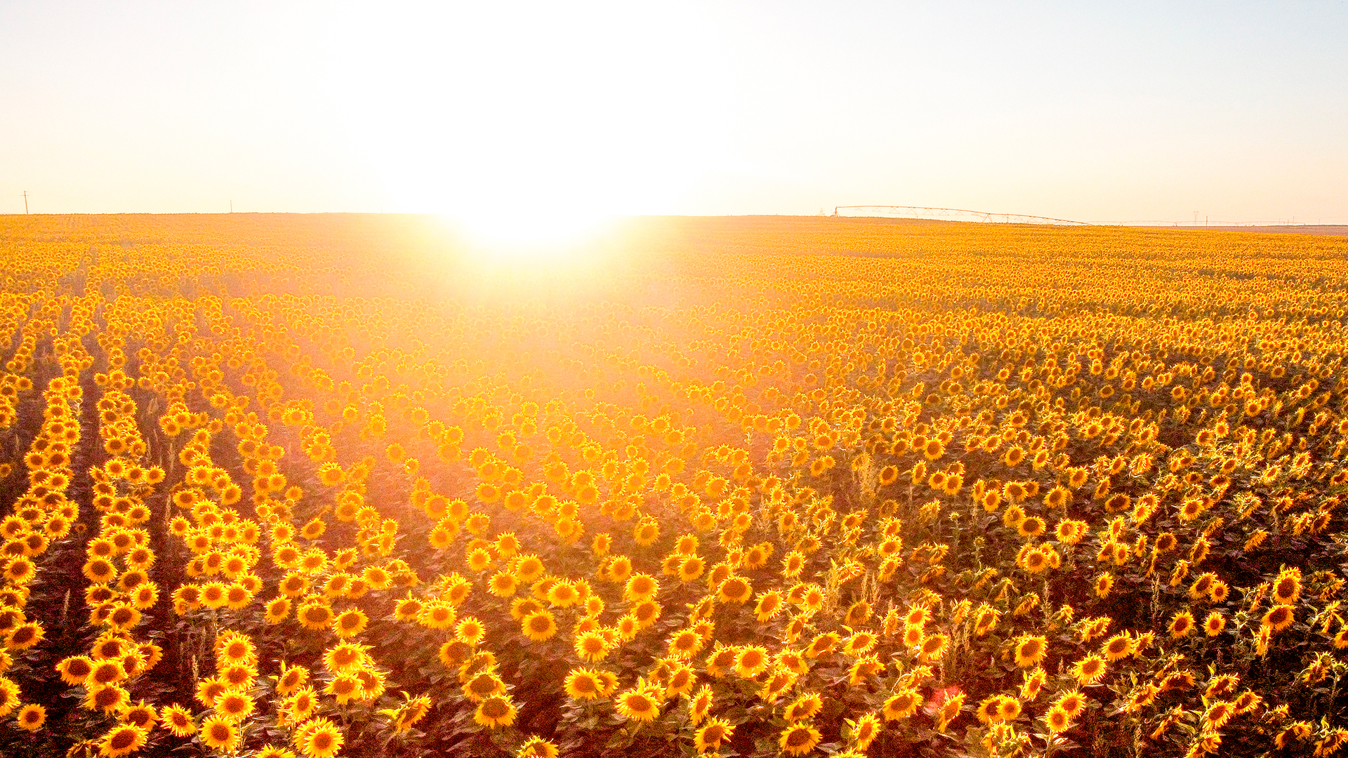 Por qué se regalan flores amarillas el 21 de septiembre