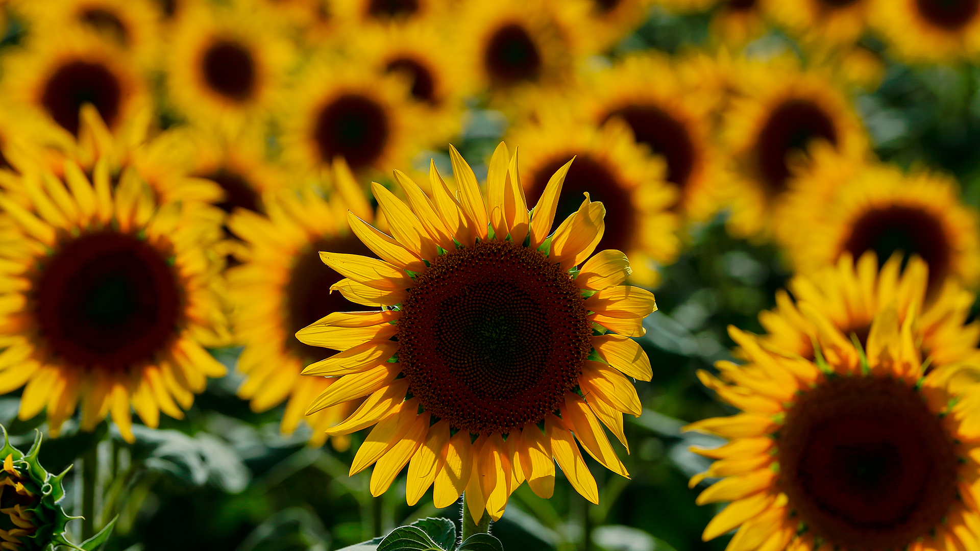 Flores Amarillas